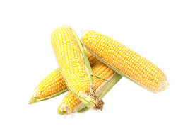 Maize