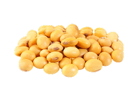 Soybean